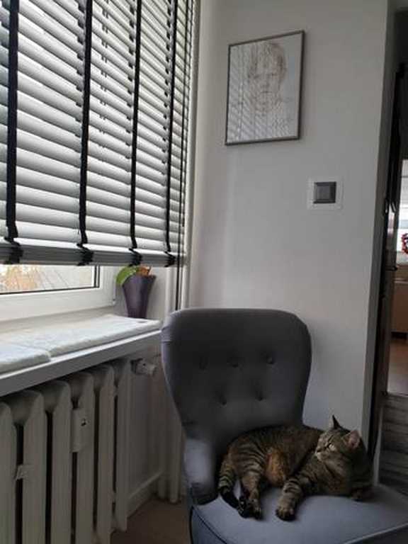 żaluzje drewniane szerokie